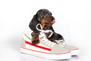 Little dachshund puppy with shoes lying on a white studio background