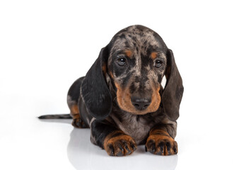 Curious marble dachshund puppy looks forward and tilts his head, lying on the white background