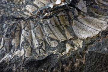 Fototapeta na wymiar Close up of an Ammonite Fossil