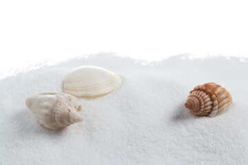 Sea shells in sand pile isolated on white background