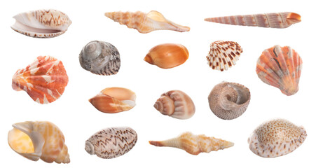Seashell collection isolated on white background close up