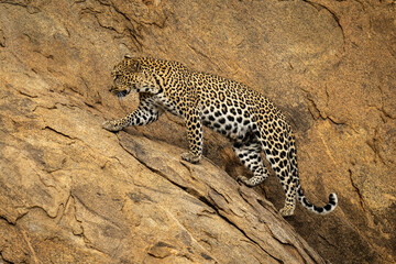 Fototapeta na wymiar Leopard walks diagonally up steep rock face