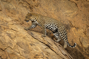 Fototapeta na wymiar Leopard walking up steep rockface lifting paw