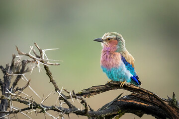 Lilac-breasted roller on thornbush branch facing left