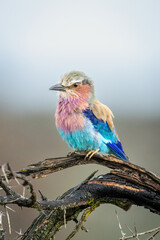 Lilac-breasted roller on thorny branch with catchlight