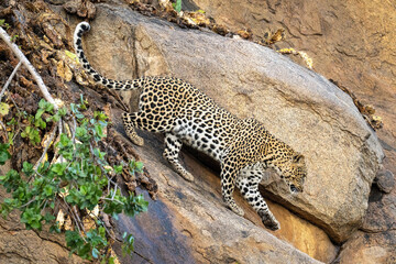 Fototapeta na wymiar Leopard walks down steep rock lifting paw