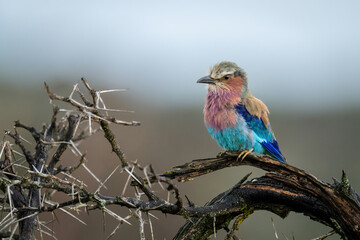 Lilac-breasted roller with catchlight on thorny branch