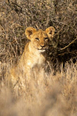 Fototapeta na wymiar Lion cub sits by bush with catchlights