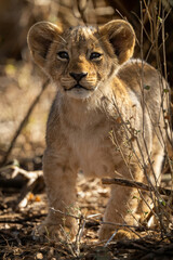 Lion cub stands lifting head among bushes