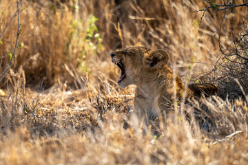 Lion cub lies yawning in dry grass