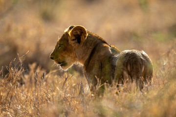 Lion stands in long grass with backlighting