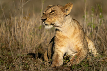 Lioness lies among leafy plants lifting head