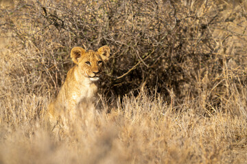 Lion cub sits near bush with catchlights