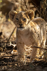 Lion cub stands watching camera with catchlights