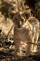 Lion cub stands watching camera among bushes