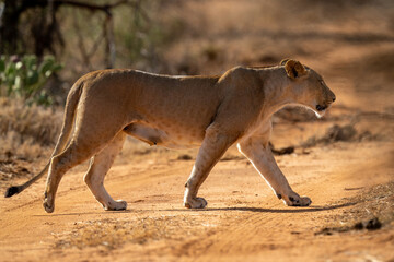 Lioness crosses dirt track lifting rear paw