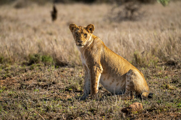 Lion cub sits turning head towards camera