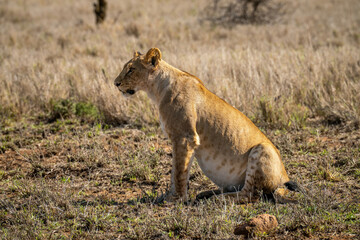 Fototapeta na wymiar Lion cub sits in profile in sunshine