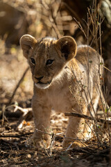 Lion cub stands staring intently among bushes