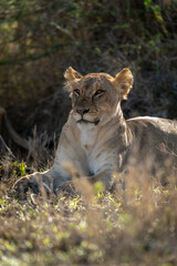 Lioness lies backlit on grass staring ahead