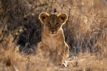 Fototapeta na wymiar Lion cub sits eyeing camera with backlighting