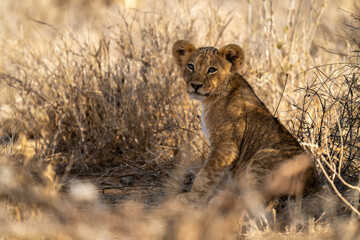 Lion cub sits in grass watching camera