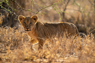 Fototapeta na wymiar Lion cub walks through grass watching camera