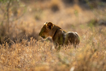 Lion stands in tall grass with backlighting