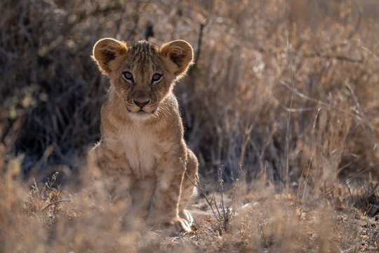Lion cub sits in grass facing camera