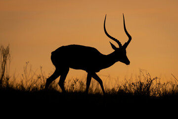 Male common impala walks silhouetted on horizon