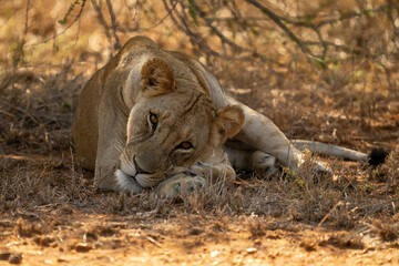 Lioness lying under shady tree watching camera
