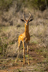 Naklejka na ściany i meble Male gerenuk stands in savannah facing camera