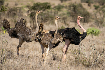 Male common ostrich stands by two females - obrazy, fototapety, plakaty