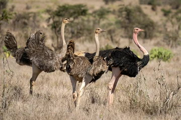 Foto auf Acrylglas Male common ostrich stands by two females © Nick Dale