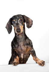 Portrait of an old frightened gray-haired dachshund dog, peeking out from behind a partition
