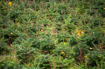Close up of baby Christmas trees or pine saplings in on a farm