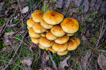 Beautiful autumn tree with mushrooms and moss in forest