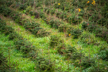 Diagonal rows of tiny young Christmas trees or pine saplings on a farm