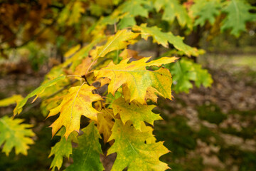 Calm fall season. Maple leaves on sunny beautiful nature autumn background. Horizontal autumn banner with Maple leaf of red, yellow and green color.