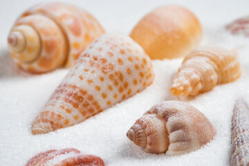 Different seashells on sand. Sea summer vacation background