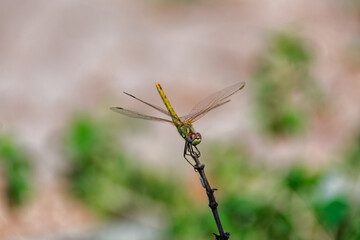 dragonfly on a branch