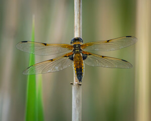 Dragonfly macro (Anaciaeschna isoceles) shot in summer time .