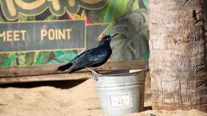Great-tailed grackle (Quiscalus mexicanus) perched on a bucked of water on the beach in Zipolite, Mexico