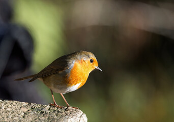 The European Robin (Erithacus rubecula), commonly known in Anglophone Europe simply as the Robin,...