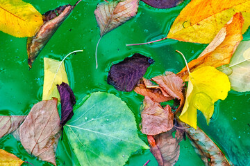 autumn leaves at water