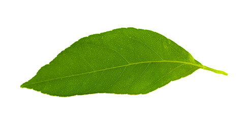 One lemon leaf isolated on white background