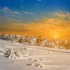 snowbound hill with pine forest at the sunset, evening winter natural scene