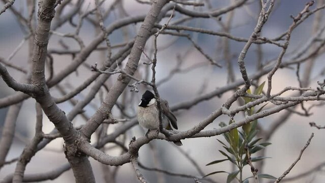 The white-eared bulbul, or white-cheeked bulbul, is a member of the bulbul family. It is found in south-western Asia from India to the Arabian peninsula