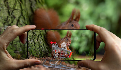 Man takes a picture of a European red squirrel collecting hazelnuts in a shopping trolley.