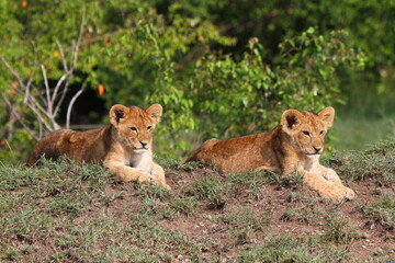 Naklejka na ściany i meble Twocute baby lions on a small hill, looking at the camera with curiosity